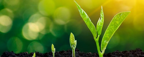 bigstock-Development-Of-Seedling-Growth-286765831